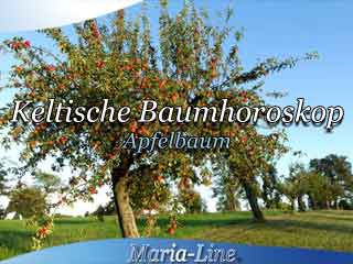 Apfelbaum - Das keltische Baumhoroskop Apfelbaum - Das keltische Baumhoroskop