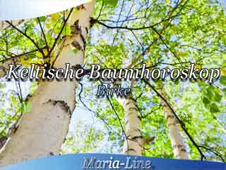 Birke - Das keltische Baumhoroskop Birke - Das keltische Baumhoroskop