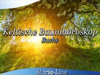 Buche - Das keltische Baumhoroskop