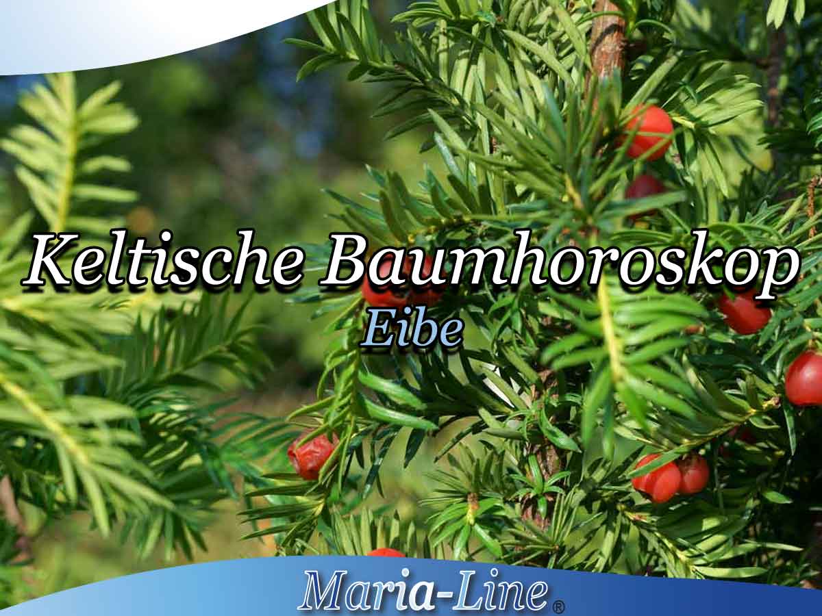 Eibe - Das keltische Baumhoroskop