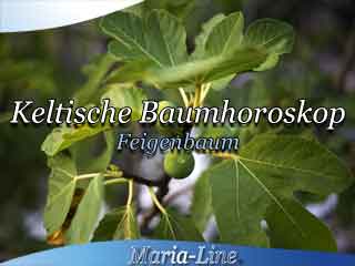 Feigenbaum - Das keltische Baumhoroskop