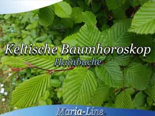 Hainbuche - Das keltische Baumhoroskop Hainbuche - Das keltische Baumhoroskop