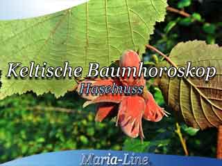 Haselnuss - Das keltische Baumhoroskop
