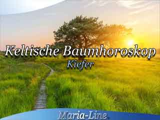 Kiefer - Das keltische Baumhoroskop Kiefer - Das keltische Baumhoroskop