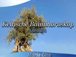Ölbaum - Das keltische Baumhoroskop Ölbaum - Das keltische Baumhoroskop