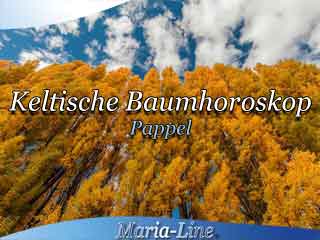 Pappel - Das keltische Baumhoroskop Pappel - Das keltische Baumhoroskop