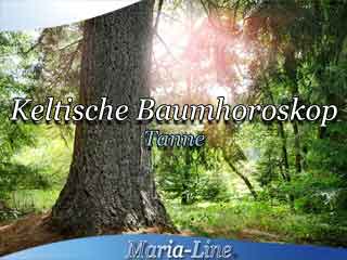 Tanne - Das keltische Baumhoroskop Tanne - Das keltische Baumhoroskop