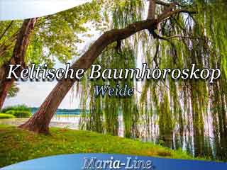 Weide - Das keltische Baumhoroskop Weide - Das keltische Baumhoroskop