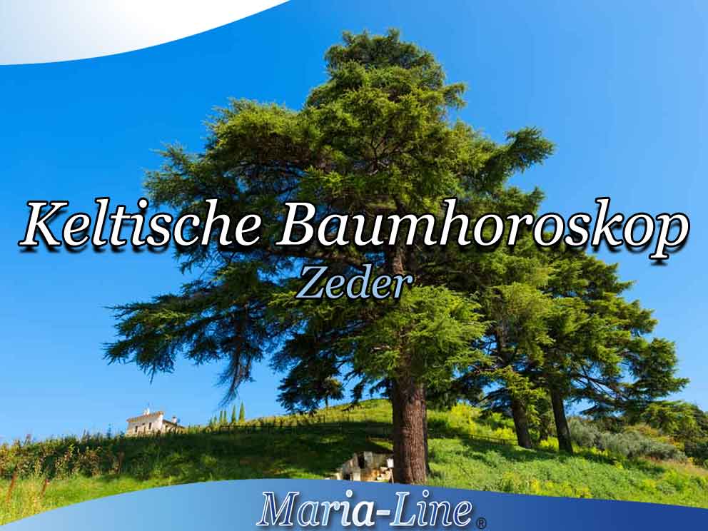 Zeder das keltische baumhoroskop