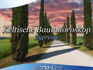 Zypresse - Das keltische Baumhoroskop Zypresse - Das keltische Baumhoroskop